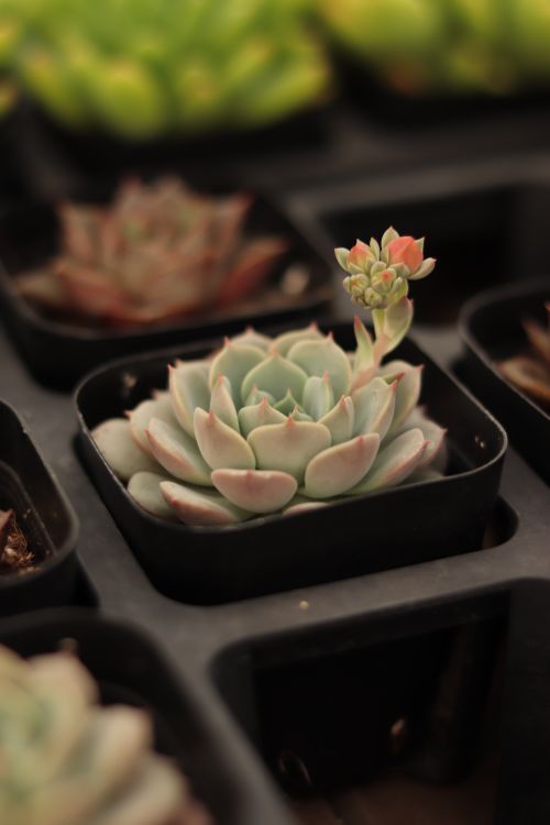 Free Detailed image of an Echeveria plant in a black pot, showcasing growth and texture. Stock Photo