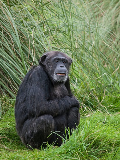 Chimpanzee Smiling