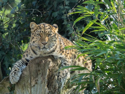 Cheetah in Nature