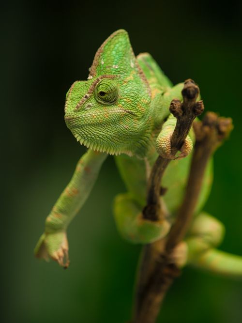 Free A green chameleon sits on a branch with a blurred green background, showcasing its colorful scales. Stock Photo