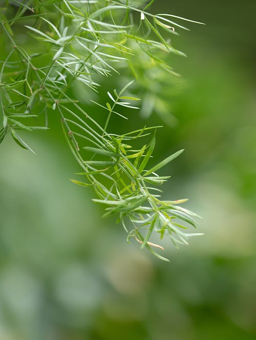 Close-Up of a Green Plant