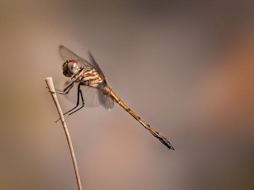 Ilmainen kuvapankkikuva tunnisteilla eläinkuvaus, hauras, hyönteinen