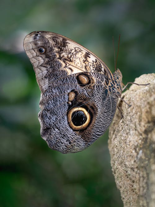 Photos gratuites de chouette papillon, fond d'écran mobile, mise au point sélective