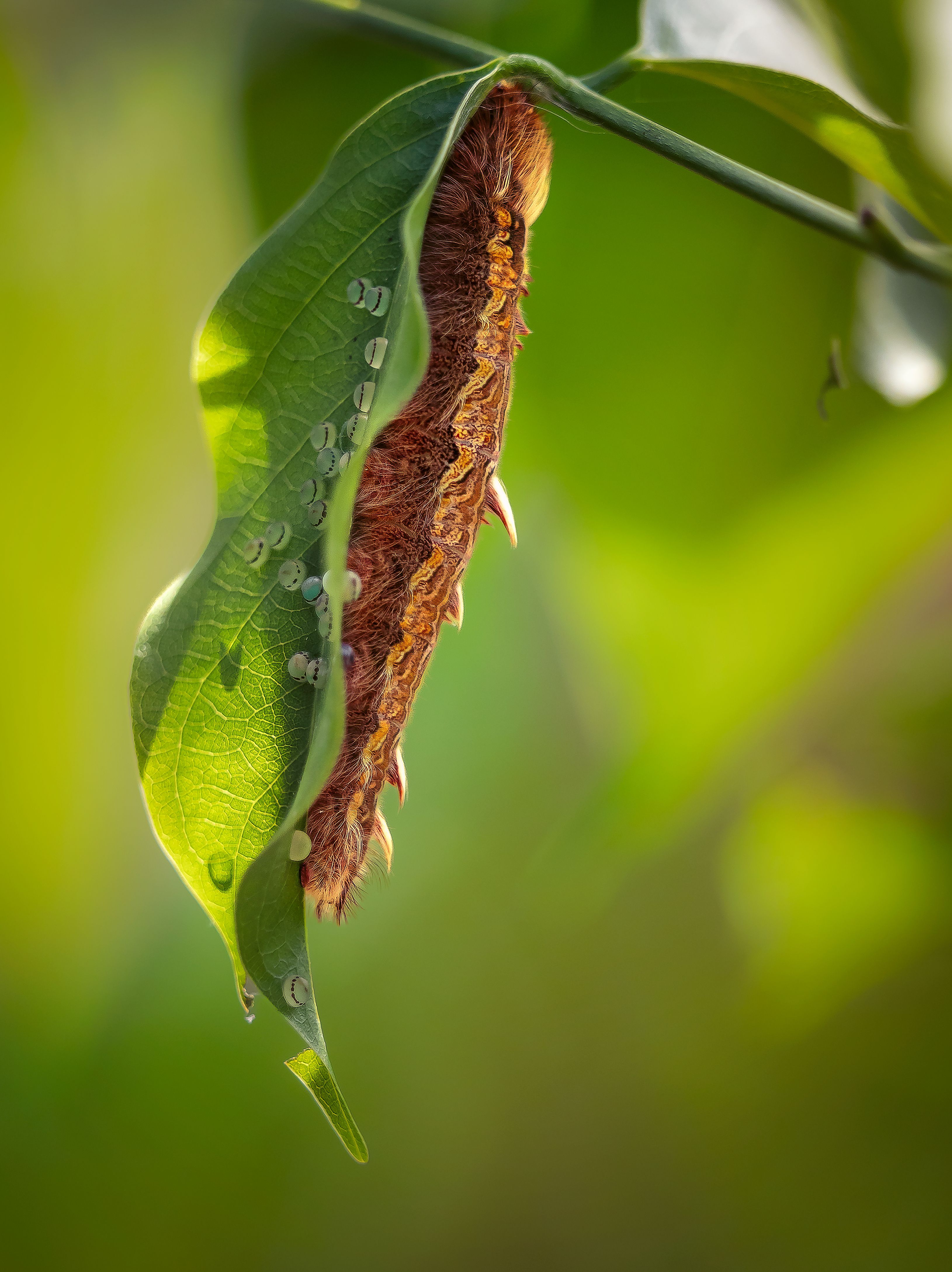 Close-up of a Brown Caterpillar Sitting on a Green Leaf · Free Stock Photo
