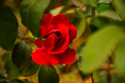 Δωρεάν στοκ φωτογραφιών με floral κομψότητα, Βαλεντίνος, κόκκινο τριαντάφυλλο που ανθίζει