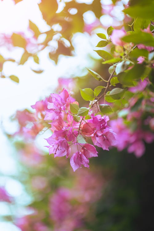 Immagine gratuita di albero in fiore, amanti della natura, amore della natura