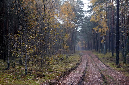 Ingyenes stockfotó ágak, bejárni, erdő témában