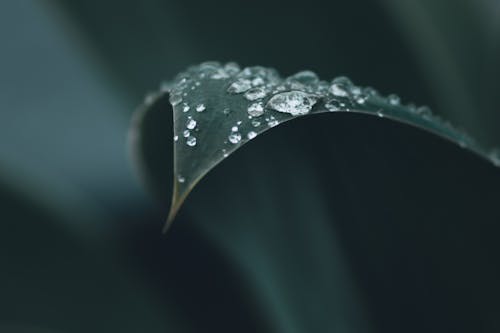 Foto profissional grátis de abstrair, agave, agave pescoço de cisne