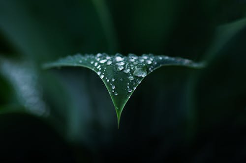 Macro photography of Agave Attenuata or Foxtail plant taken after the rain, showing detail of the pointy tip of the leaf with water droplets on top and blurred background	