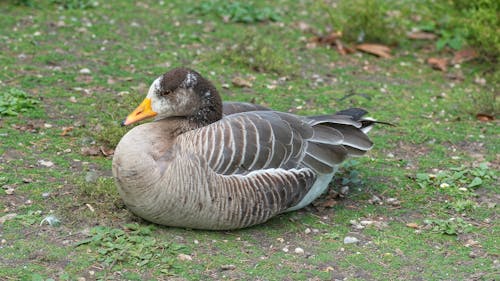 Free stock photo of anatidae, bird, goose