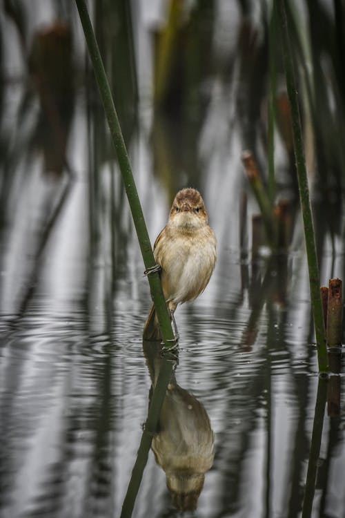 Warbler Bird in Water