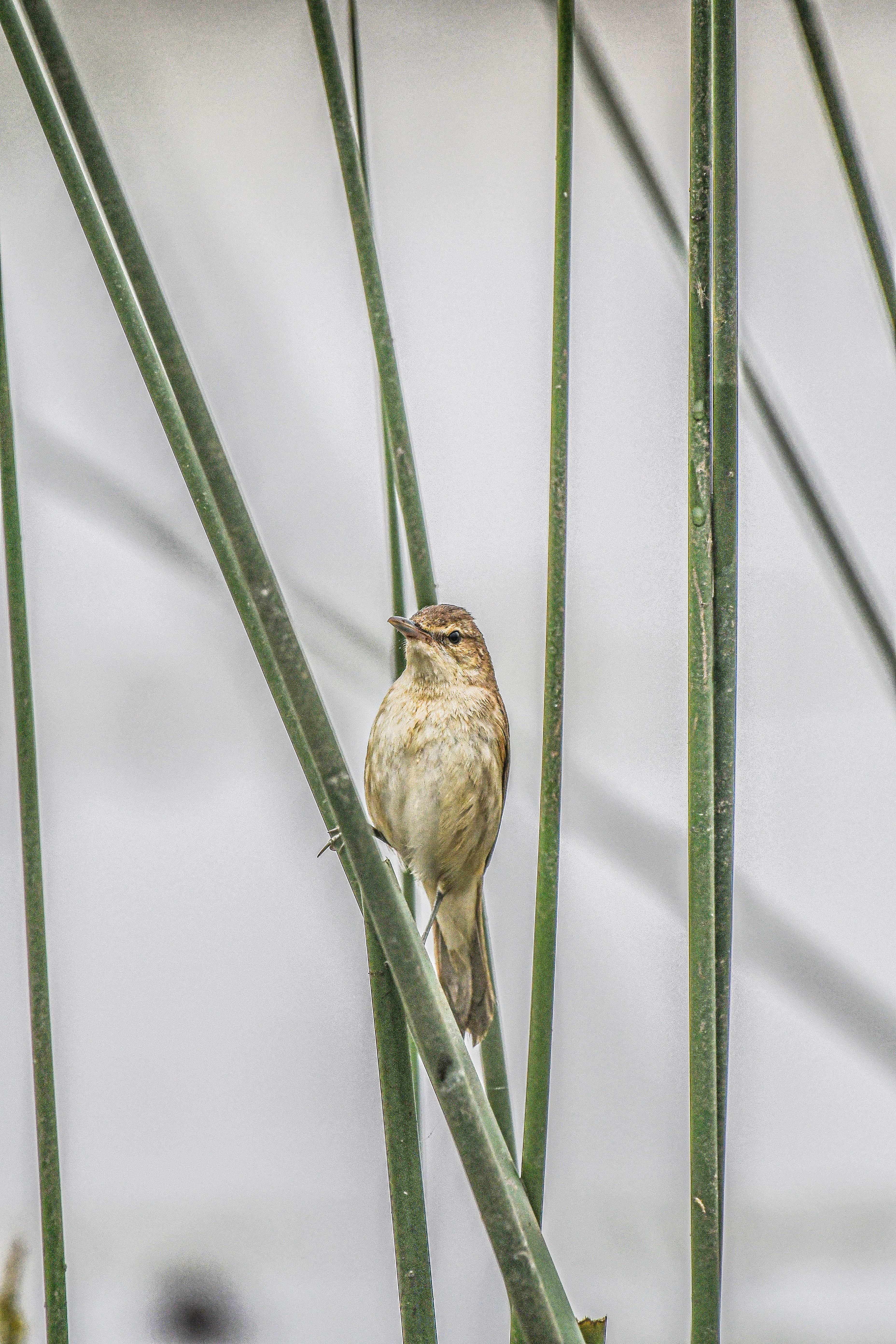 Close-up of a Sedge Warbler Sitting on a Plant · Free Stock Photo