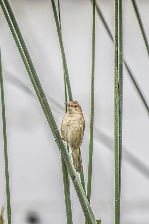 Close-up of a Sedge Warbler Sitting on a Plant 