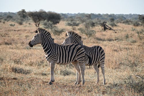 Free Zebras in Savannah Stock Photo