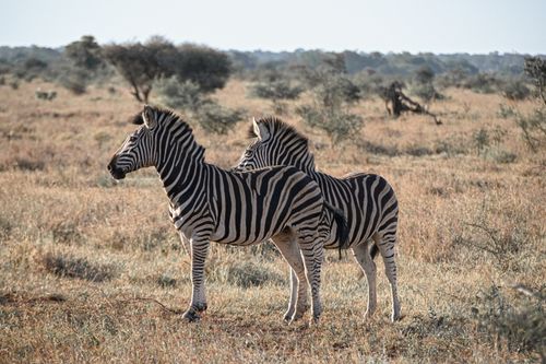 Free A pair of zebras in the African savannah, showcasing wildlife and natural habitats. Stock Photo