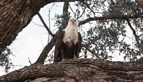 Free A bald eagle perches on a tree branch, showcasing its regal presence in a natural setting. Stock Photo