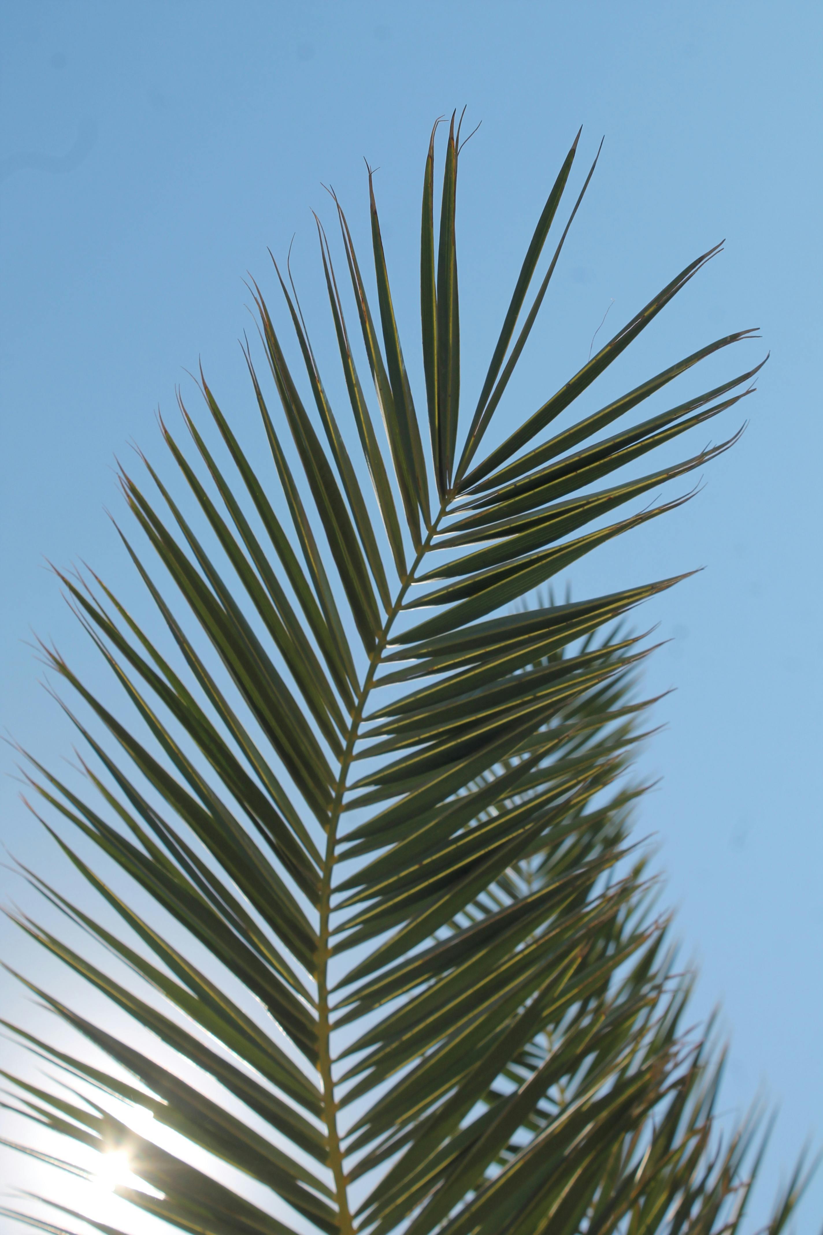 Palm frond silhouetted against a bright summer sky in Kuşadası, Türkiye.