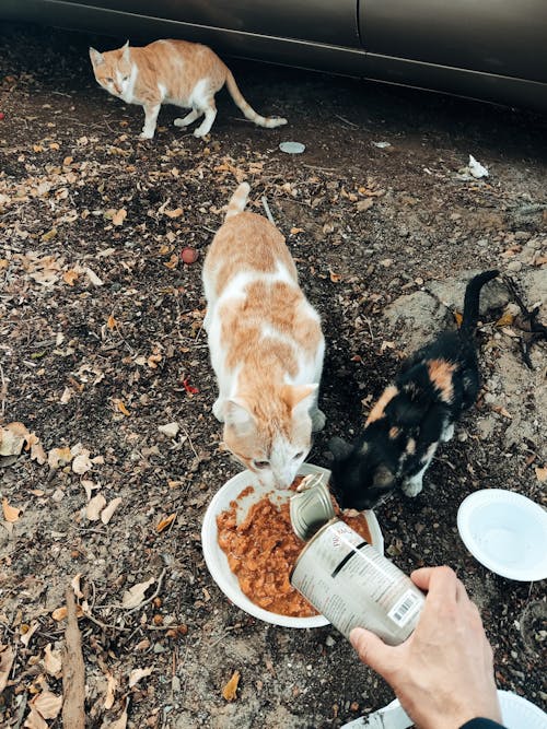 Fotos de stock gratuitas de amante de los animales, ayuda, gato callejero