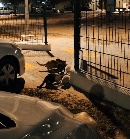 Fotos de stock gratuitas de amante de los animales, gatos, gatos callejeros