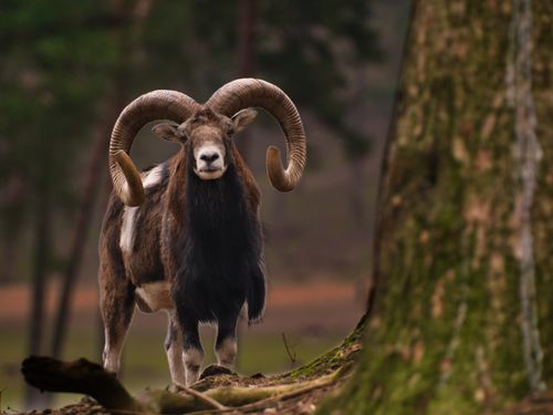 Free Stunning image of a mouflon with impressive horns standing in a serene forest setting. Stock Photo