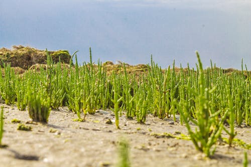 คลังภาพถ่ายฟรี ของ glasswort, samphire, กลางแจ้ง