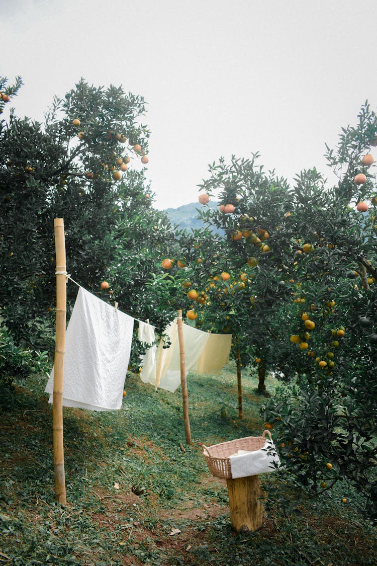 Laundry Hanging In An Orange Orchard 