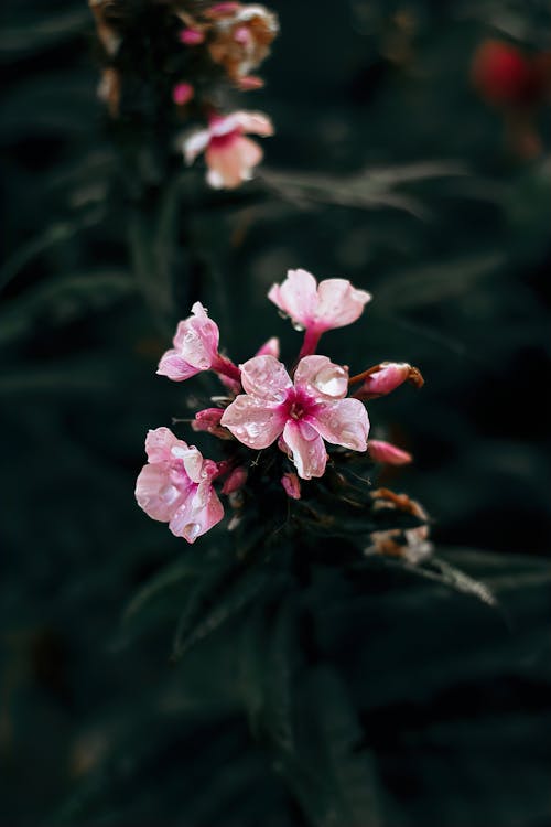 Free stock photo of background, blooming, blur