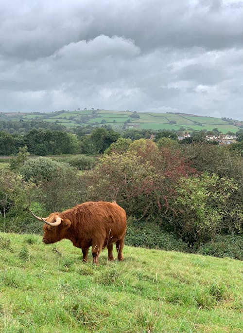Highland Cow Grazing on a Hill