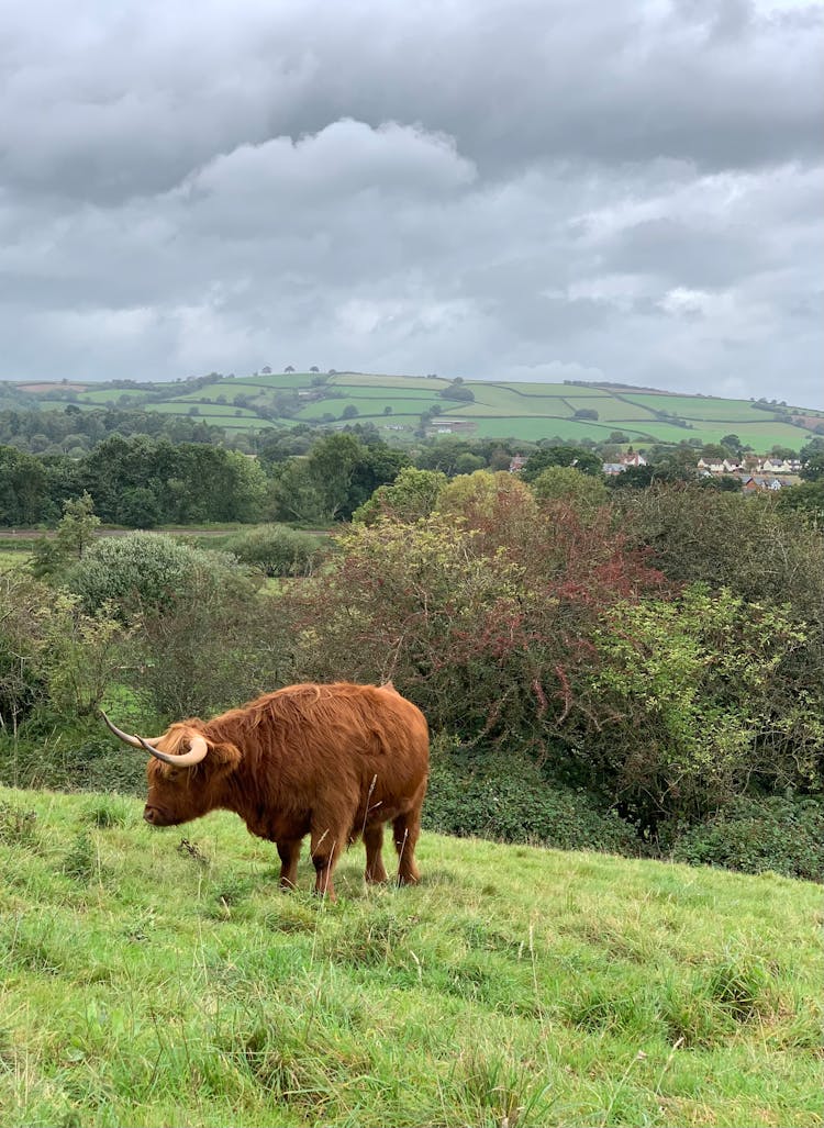 Highland Cow Grazing On A Hill