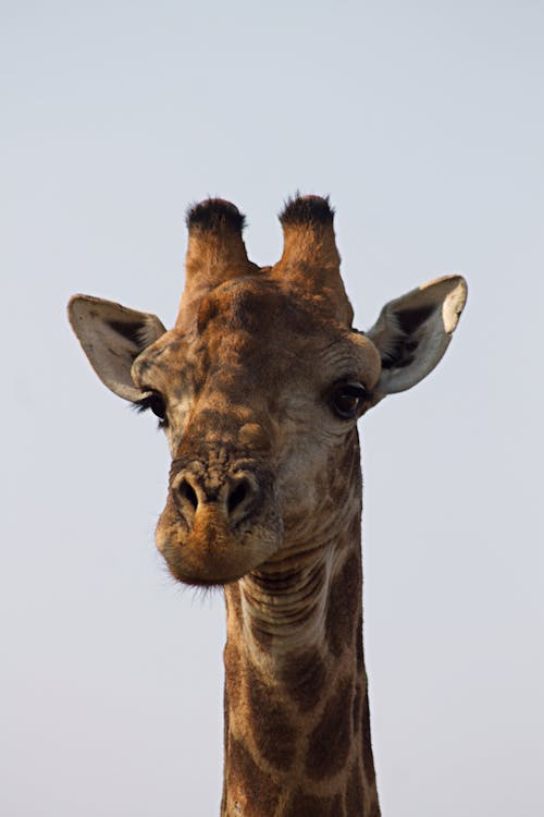 Close-up of a Giraffe on the Background of Clear Sky 