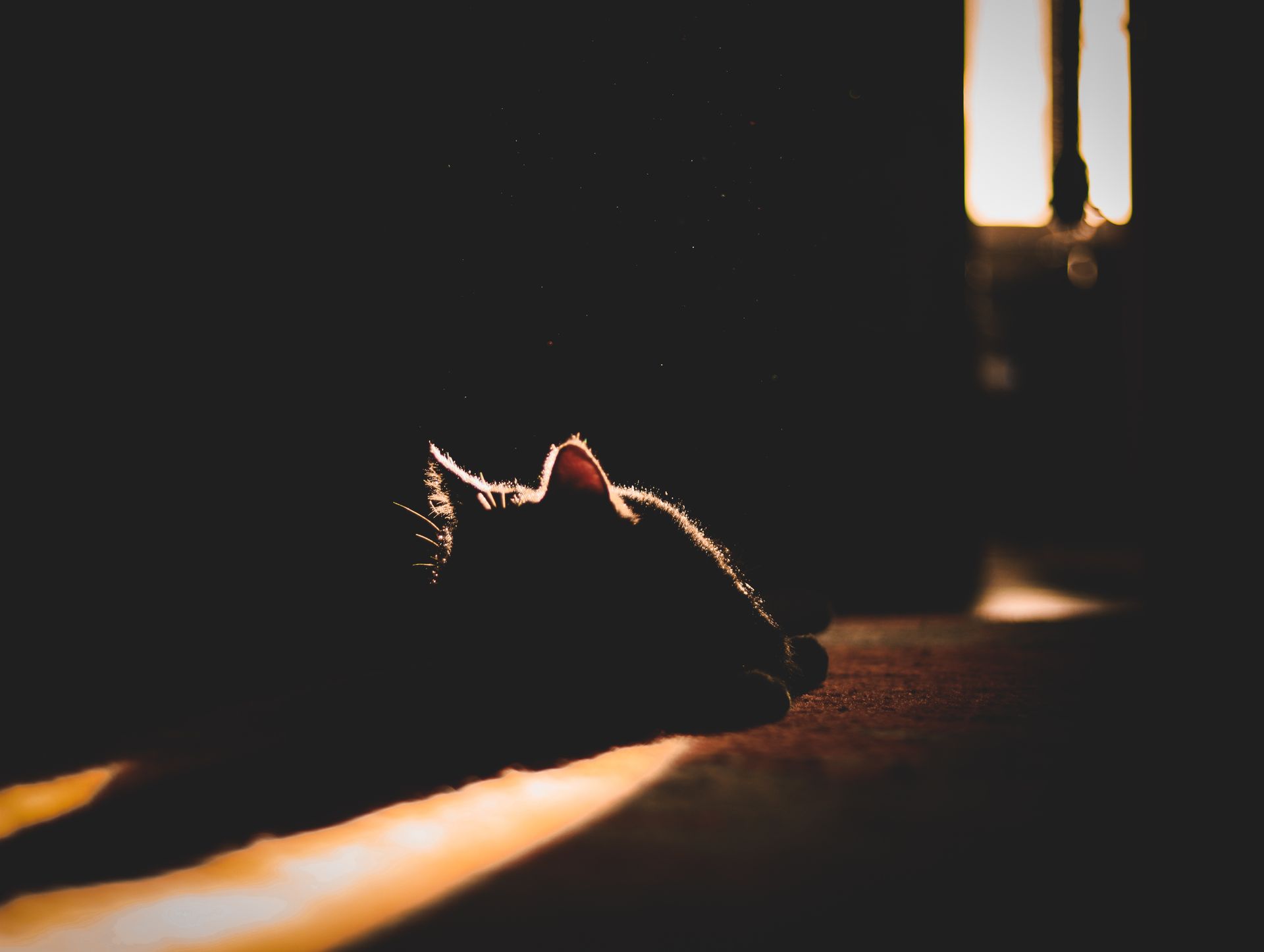 Sunbeams on Cat Lying Down in Shadow