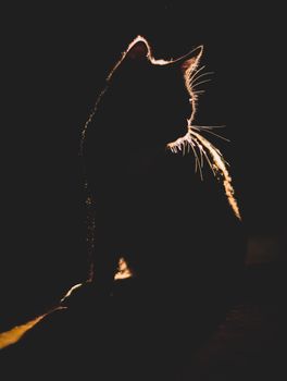 A striking silhouette of a cat sitting elegantly against a dark background.