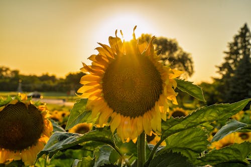 Setting Sun Between the Petals of a Sunflower Growing in a Field