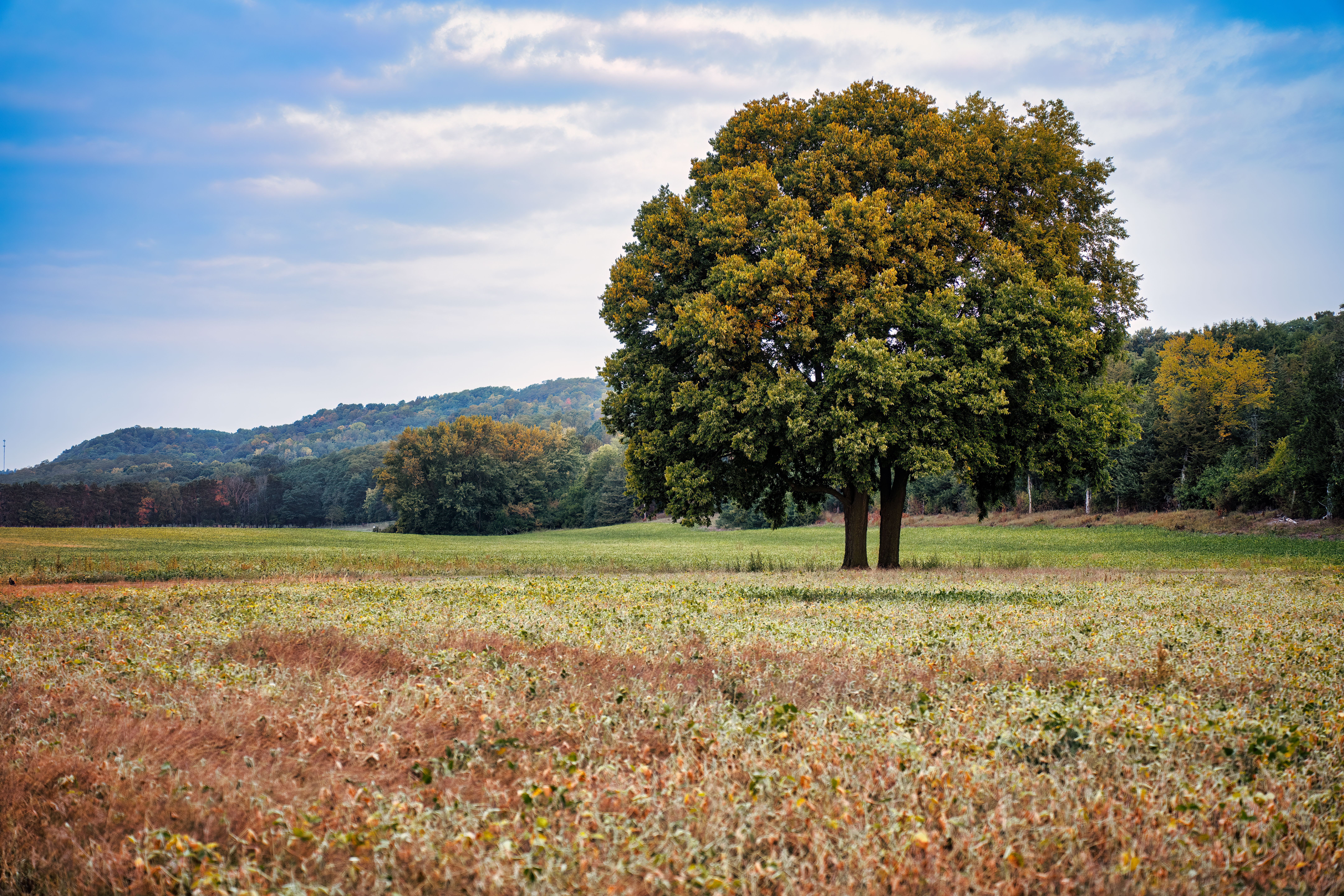 Single Tree on Meadow with Forest behind · Free Stock Photo