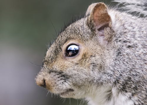 Portrait of Squirrel