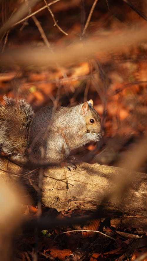 다람쥐, 동물 사진, 먹여주는의 무료 스톡 사진
