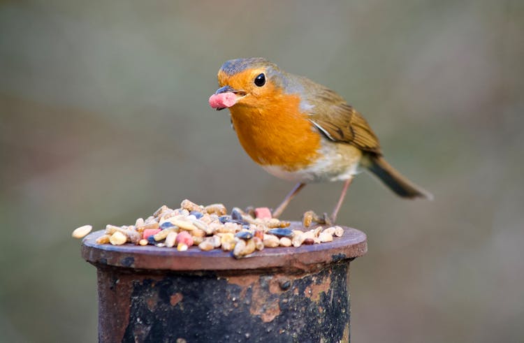 Close-up Of A Robin Eating Bird Food 