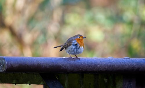 Gratis stockfoto met natuur, roodborstje, vogel