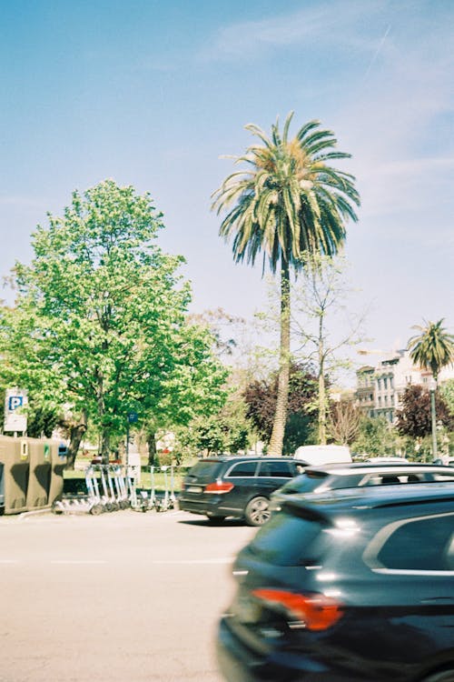 Cars on Street with Palm Tree behind