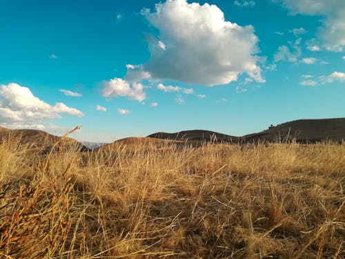 Foto profissional grátis de área, árvore seca, céu