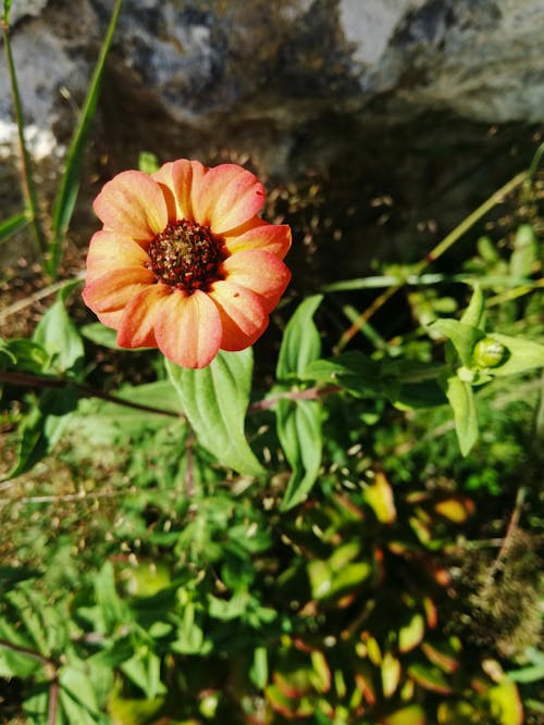 Foto profissional grátis de arranjo floral, árvore com flores, árvore da flor