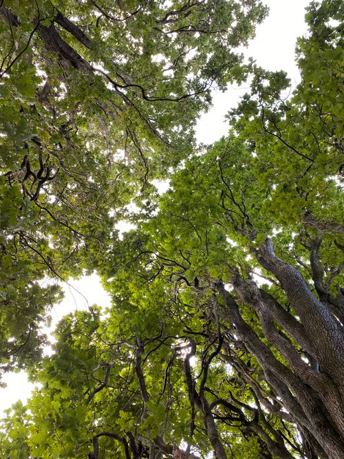 Free Low angle view of lush green oak trees forming a thick canopy, Kyiv, Ukraine. Stock Photo