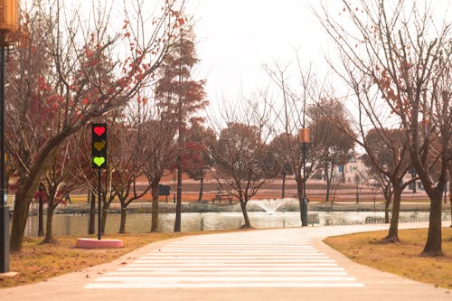 가을, 공원, 떨어지다의 무료 스톡 사진