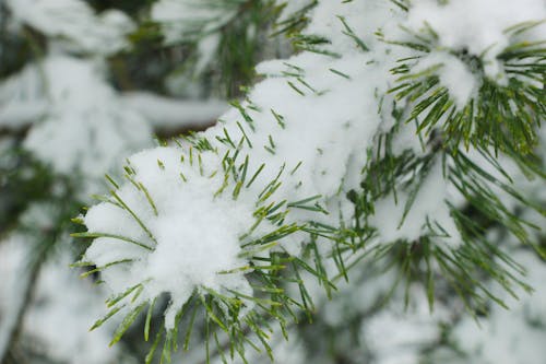 Get Your Garden Ready for a Frosty Season Ahead