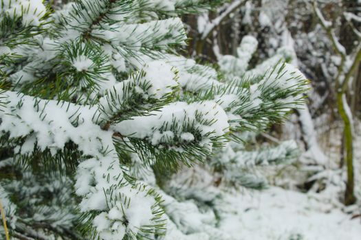 Detailed shot of pine tree branches covered in fresh snow, showcasing winter beauty.
