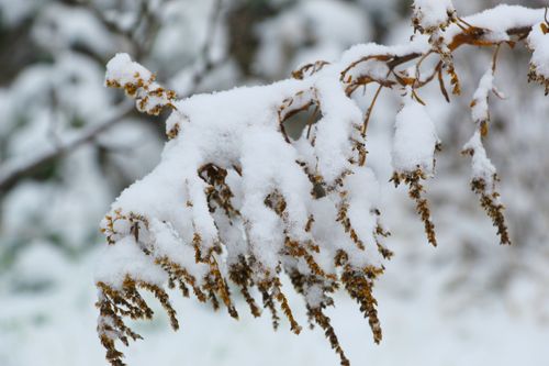Free Close-up of a branch covered in snowflakes, capturing a serene winter scene. Stock Photo