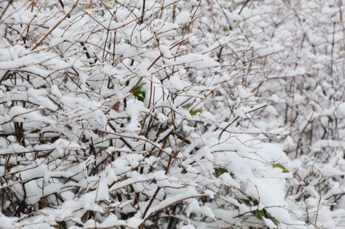 Free A detailed close-up of snow-covered branches, capturing the essence of winter. Stock Photo