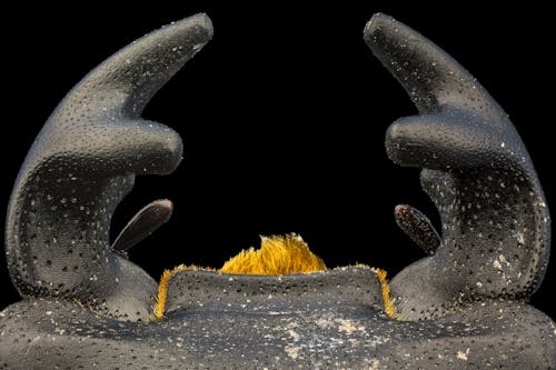 Darmowe zdjęcie z galerii z chrząszcz, dorcus równoległościan, ekstremalne zbliżenie