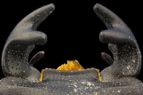 Macro Photography of Dorcus Parallelipipedus