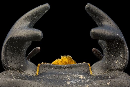 Extreme close-up view of a lesser stag beetle's mandibles showcasing detailed texture.